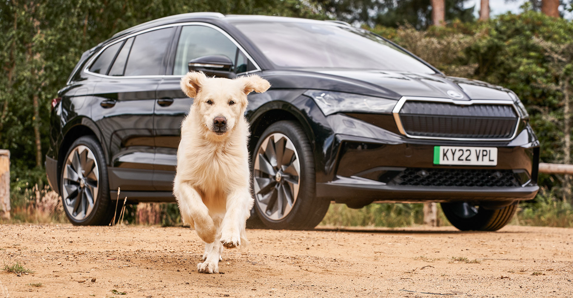 Golden retriever running towards camera with Skoda in the background